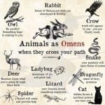 Discover the Magic of Wiccan Animal Totems: Embrace Your Spirit Guide for a Joyful Journey