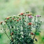 Abundancy Summer Wreath