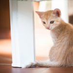 Summon a Cat Familiar