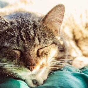 Sleep One