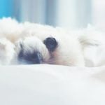 Dream of the Future
