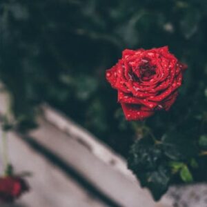 Rose Ariadne’s Dreaming Secrets Ritual