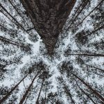 Tree Empowerment