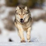 Astral Wolf