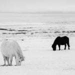Animal Winter Protection Spell