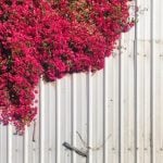 Fiery Wall of Protection
