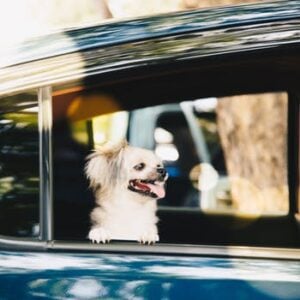 Protect your pet ritual
