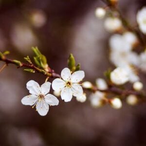 Cherry Blossom Love Potion