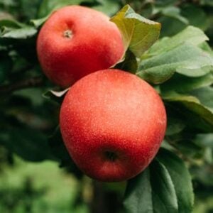 Apple of Benus