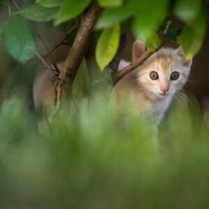 Hide and Seek